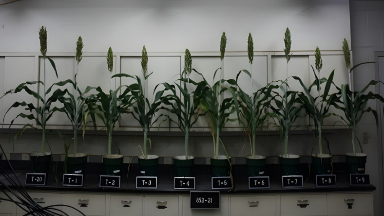 Potted maize plants used in a greenhouse fertilizer efficiency study