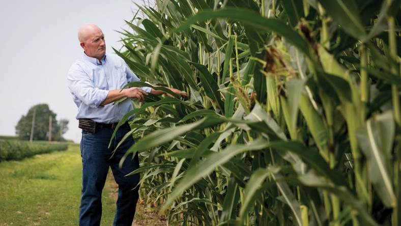 Corn farmer assessing maize crop health in field